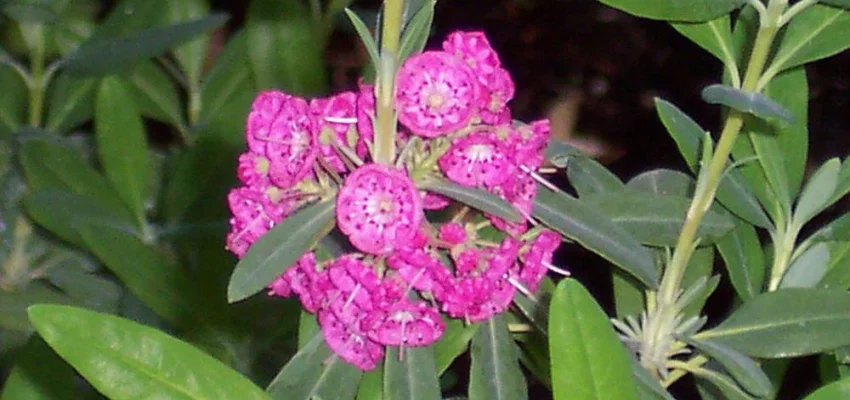 KALMIA angustifolia 'Rubra' - Laurier américain, kalmia à feuilles étroites 'Rubra'