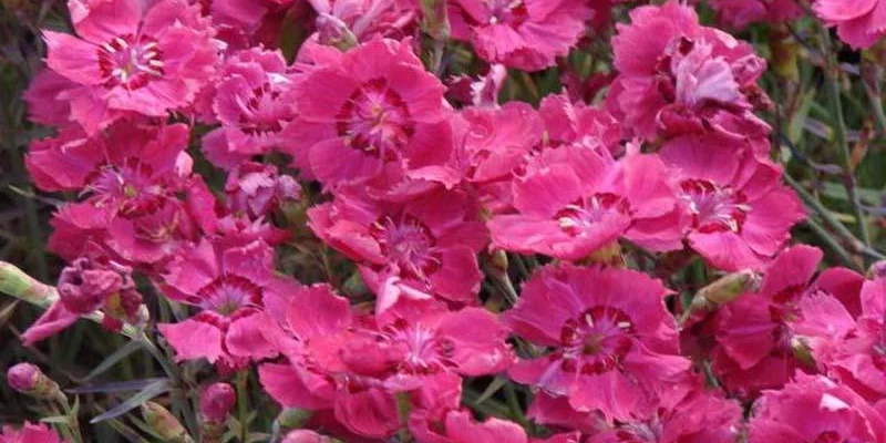 DIANTHUS gratianopolitanus 'Rotkäppchen' - Oeillet