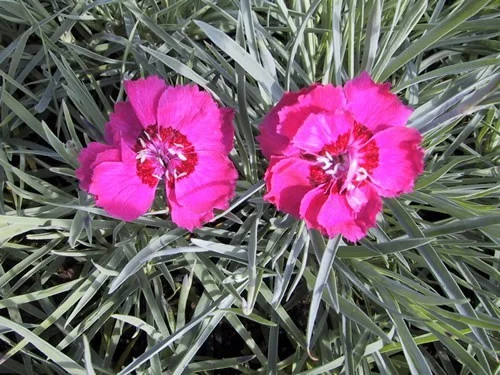 DIANTHUS gratianopolitanus 'Rotkäppchen' - Oeillet