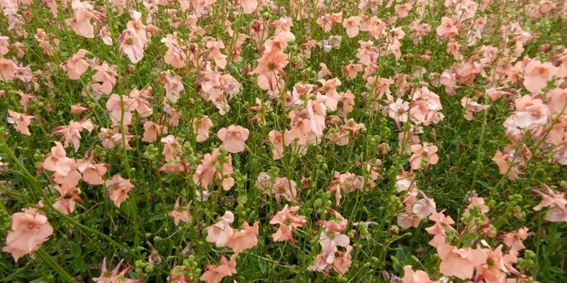 DIASCIA hybride 'Blackthorn Apricot'