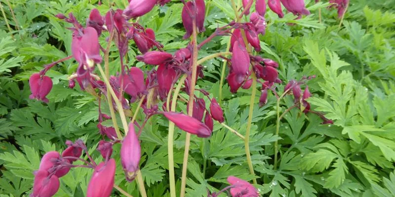 DICENTRA formosa 'Bacchanal'