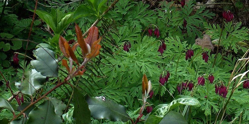 DICENTRA formosa 'Bacchanal'