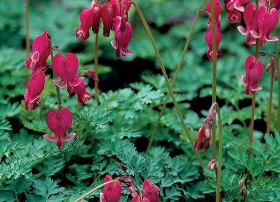 DICENTRA formosa 'Bacchanal'