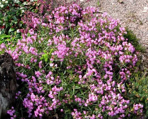 KALMIA polifolia - Laurier américain polifolia