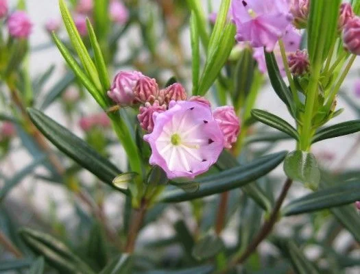 KALMIA polifolia - Laurier américain polifolia