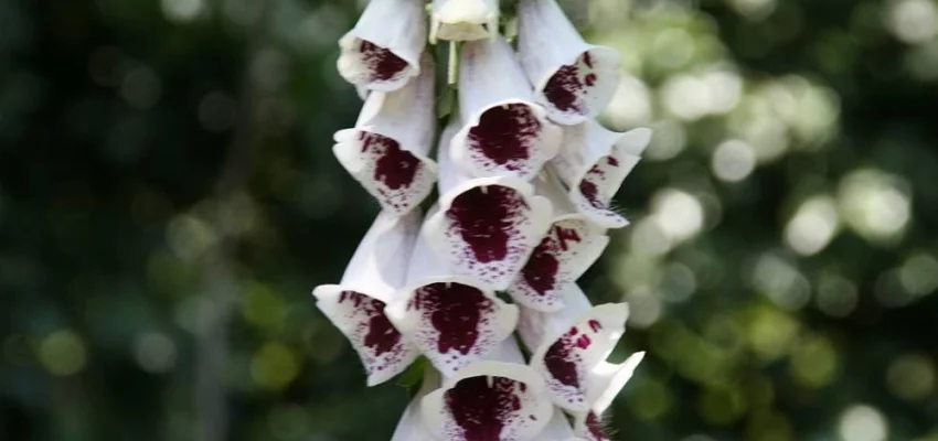 DIGITALIS purpurea 'Pam’s Choice' - Digitale