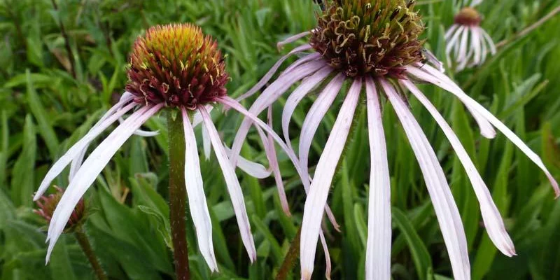 ECHINACEA pallida 'Hula Dancer' - Rudbeckia