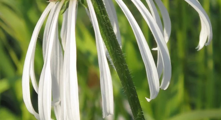 ECHINACEA pallida 'Hula Dancer' - Rudbeckia