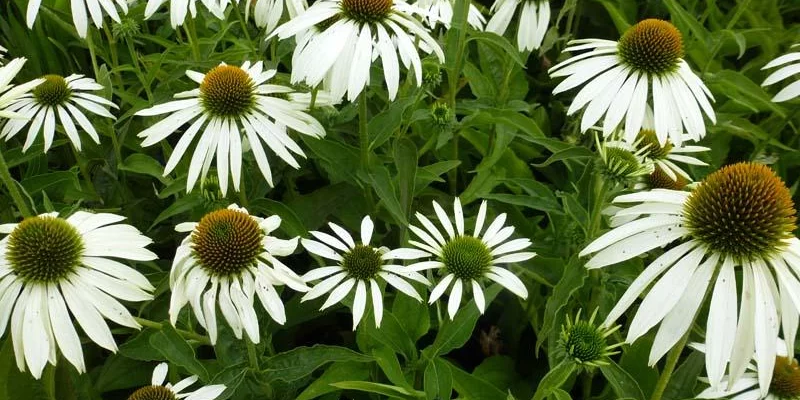 ECHINACEA purpurea 'Baby Swan White'