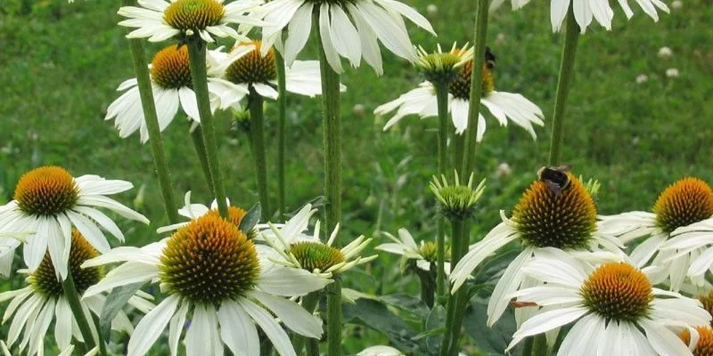 ECHINACEA purpurea 'Baby Swan White'