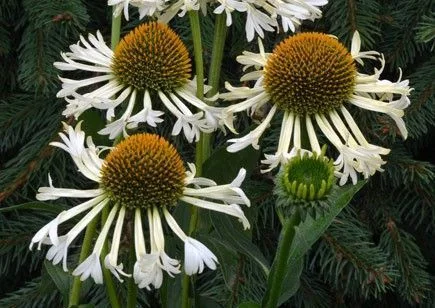 ECHINACEA purpurea 'Ferris Wheel'