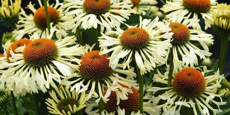 ECHINACEA purpurea 'Ferris Wheel'