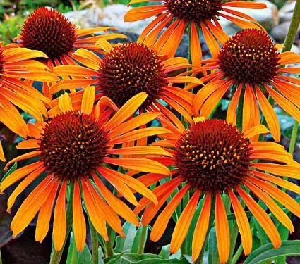 ECHINACEA purpurea 'Flame Thrower'®