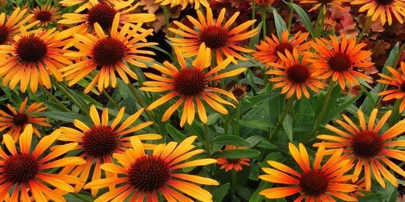 ECHINACEA purpurea 'Flame Thrower'®