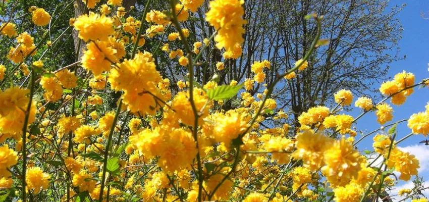 KERRIA  japonica 'Pleniflora' - Corête du Japon 'Pleniflora' à fleurs doubles