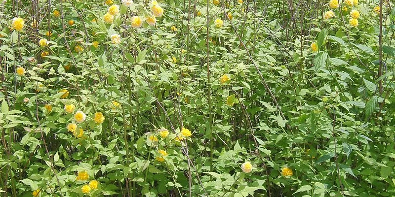 KERRIA  japonica 'Pleniflora' - Corête du Japon 'Pleniflora' à fleurs doubles