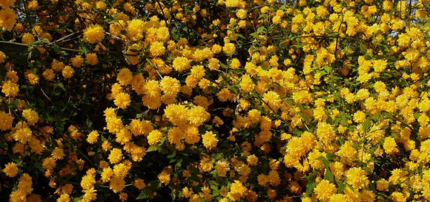 KERRIA  japonica 'Pleniflora' - Corête du Japon 'Pleniflora' à fleurs doubles