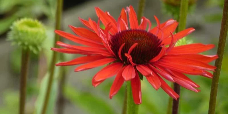 ECHINACEA purpurea 'Hot Lava'