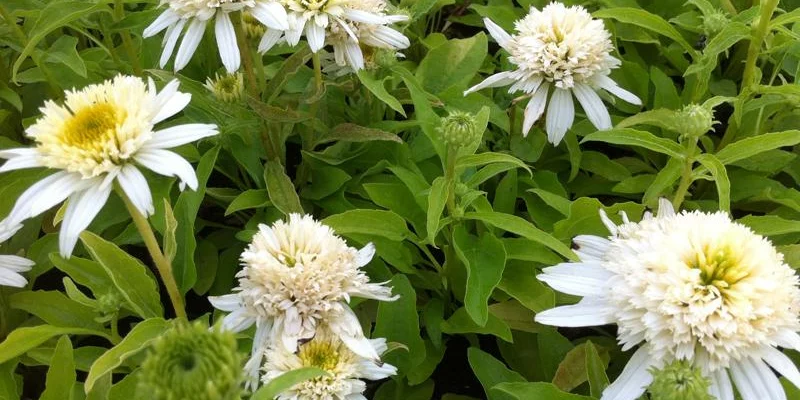 ECHINACEA purpurea 'Meringue'® - Echinacée