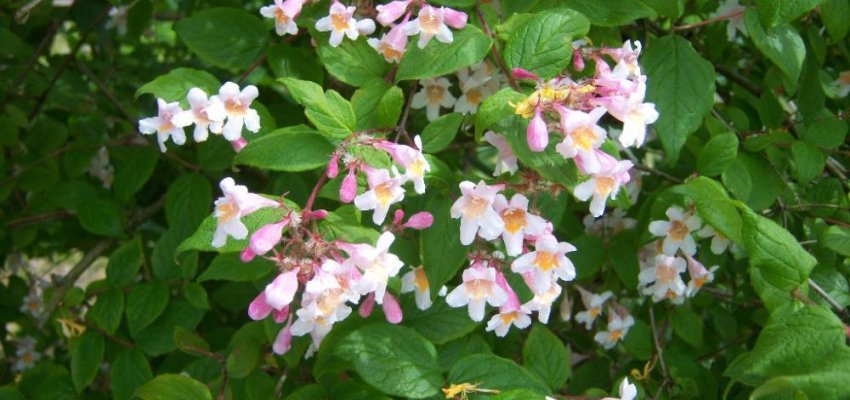 KOLKWITZIA amabilis - Buisson de beauté