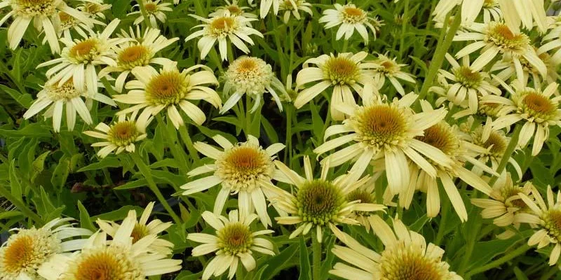 ECHINACEA purpurea 'Secret Joy'®' - Echinacée