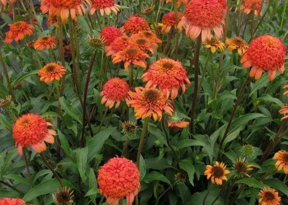 ECHINACEA purpurea 'Secret Lust'®' - Echinacée