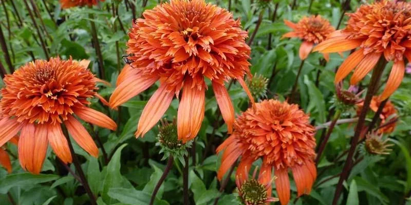 ECHINACEA purpurea 'Secret Lust'®' - Echinacée