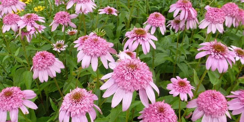 ECHINACEA purpurea 'Secret Romance'® - Echinacée