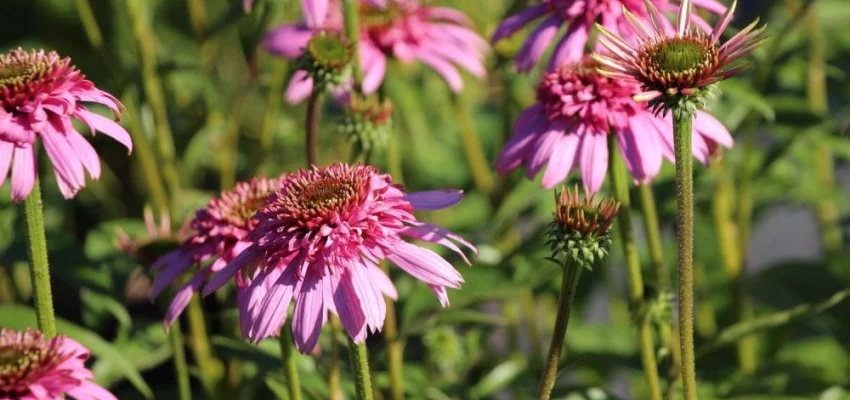 ECHINACEA purpurea 'Secret Romance'® - Echinacée