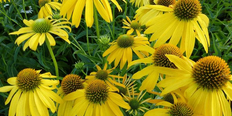 ECHINACEA purpurea 'Summer Breeze'® - Echinacée