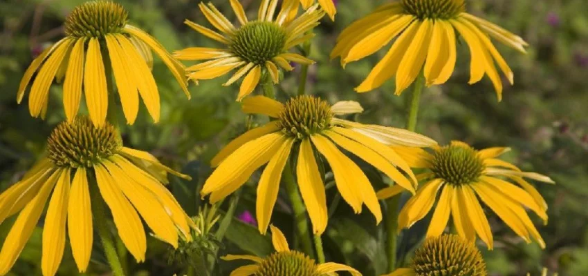 ECHINACEA purpurea 'Summer Breeze'® - Echinacée