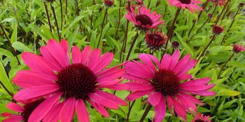 ECHINACEA purpurea 'Summer Cloud'®