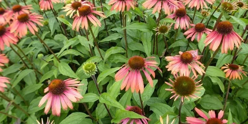 ECHINACEA purpurea 'Summer Cocktail'®