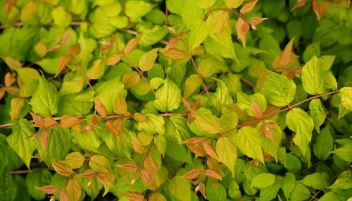 KOLKWITZIA amabilis 'Maradco' - Buisson de beauté doré