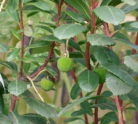 ARBUTUS unedo - Arbre aux fraises