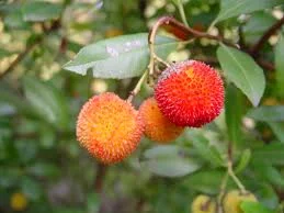 ARBUTUS unedo - Arbre aux fraises