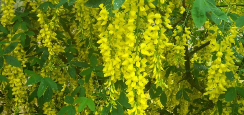 LABURNUM anagyroides - Cytise Commun, Faux ébénier