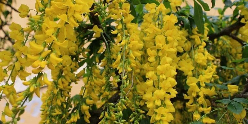 LABURNUM anagyroides - Cytise Commun, Faux ébénier