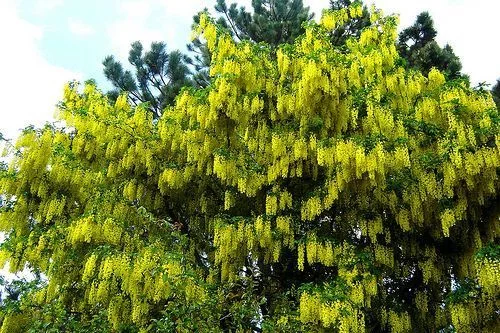 LABURNUM anagyroides - Cytise Commun, Faux ébénier