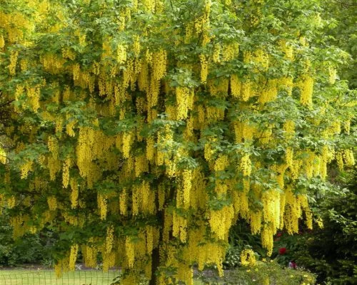 LABURNUM anagyroides - Cytise Commun, Faux ébénier