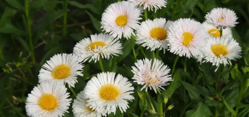 ERIGERON 'Professor Korodi'