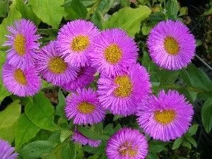 ERIGERON 'Rosa Triumph' - Vergerette