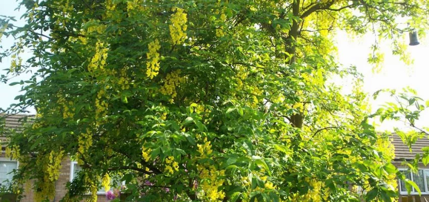 LABURNUM watereri 'Vossii'