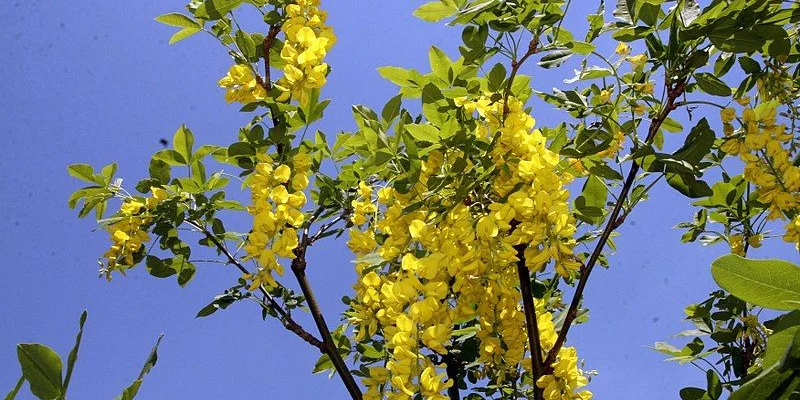 LABURNUM watereri 'Vossii'