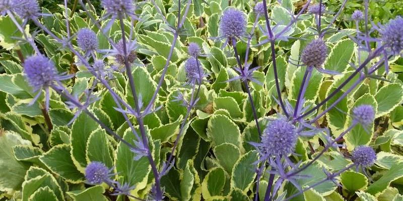 ERYNGIUM planum 'Jade Frost'® - Panicaut