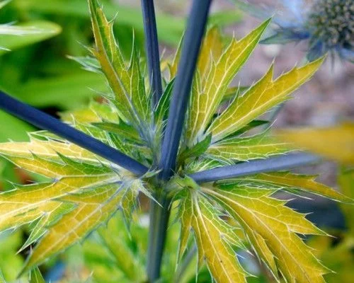 ERYNGIUM planum 'Neptune’s Gold' - Panicaut