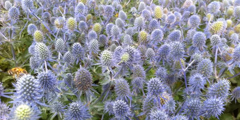 ERYNGIUM planum 'Tiny Jackpot'®