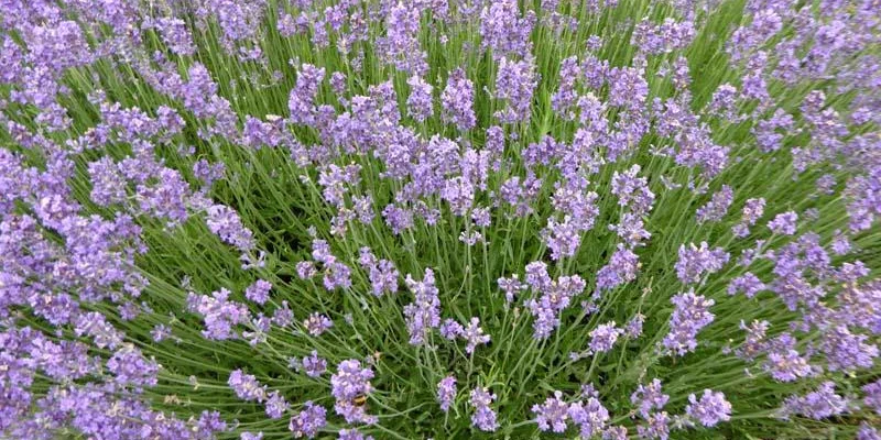 LAVANDULA angustifolia 'Munstead'