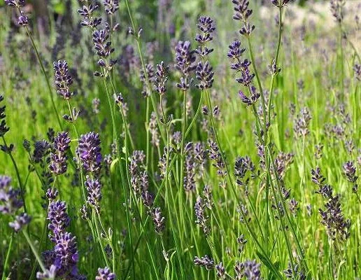 LAVANDULA angustifolia 'Munstead'