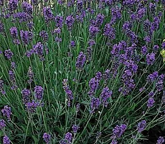 LAVANDULA angustifolia 'Munstead'